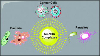 Graphical abstract: Recent advances in gold–NHC complexes with biological properties