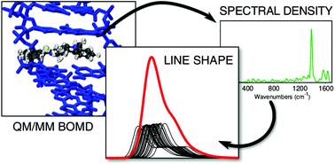 Graphical abstract: The modeling of the absorption lineshape for embedded molecules through a polarizable QM/MM approach