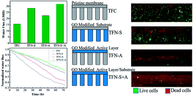 Graphical abstract: Comparison of performance and biofouling resistance of thin-film composite forward osmosis membranes with substrate/active layer modified by graphene oxide