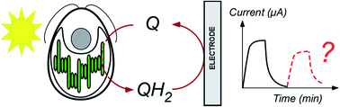 Graphical abstract: Investigation of photocurrents resulting from a living unicellular algae suspension with quinones over time