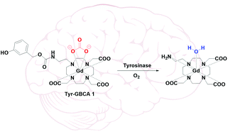 Graphical abstract: Gadolinium-based MRI contrast agent for the detection of tyrosinase