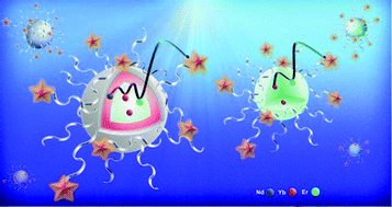 Graphical abstract: Er3+-to-dye energy transfer in DNA-coated core and core/shell/shell upconverting nanoparticles with 980 nm and 808 nm excitation of Yb3+ and Nd3+