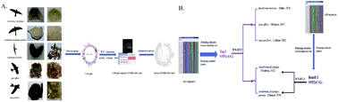 Graphical abstract: Molecular analysis of edible bird's nest and rapid authentication of Aerodramus fuciphagus from its subspecies by PCR-RFLP based on the cytb gene