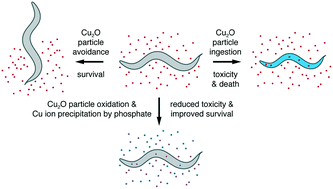 Graphical abstract: Identification of toxicity effects of Cu2O materials on C. elegans as a function of environmental ionic composition