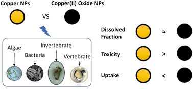 Graphical abstract: Assessment of Cu and CuO nanoparticle ecological responses using laboratory small-scale microcosms