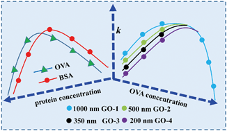 Graphical abstract: Lateral size dependent colloidal stability of graphene oxide in water: impacts of protein properties and water chemistry