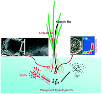 Graphical abstract: Immobilization of mercury by nano-elemental selenium and the underlying mechanisms in hydroponic-cultured garlic plant