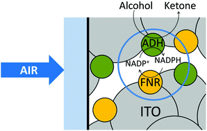 Graphical abstract: Enzyme-catalysed enantioselective oxidation of alcohols by air exploiting fast electrochemical nicotinamide cycling in electrode nanopores