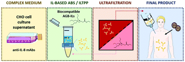 Graphical abstract: Sustainable strategies based on glycine–betaine analogue ionic liquids for the recovery of monoclonal antibodies from cell culture supernatants