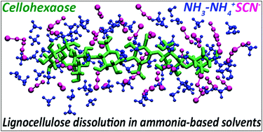 Graphical abstract: Ammonia-salt solvent promotes cellulosic biomass deconstruction under ambient pretreatment conditions to enable rapid soluble sugar production at ultra-low enzyme loadings