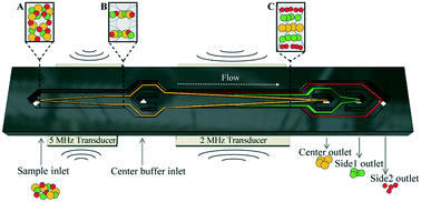 Graphical abstract: Label-free separation of leukocyte subpopulations using high throughput multiplex acoustophoresis