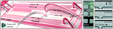 Graphical abstract: Microfluidic concentration and separation of circulating tumor cell clusters from large blood volumes