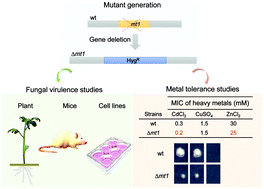 Graphical abstract: Role of the Fusarium oxysporum metallothionein Mt1 in resistance to metal toxicity and virulence