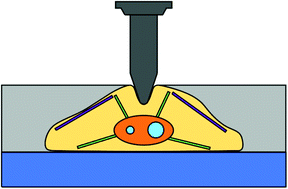 Graphical abstract: Nanorheology of living cells measured by AFM-based force–distance curves