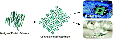 Graphical abstract: Functional protein materials: beyond elastomeric and structural proteins