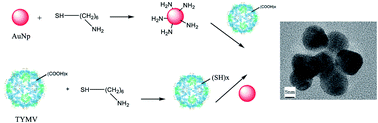 Graphical abstract: Assembly of gold nanoparticles using turnip yellow mosaic virus as an in-solution SERS sensor