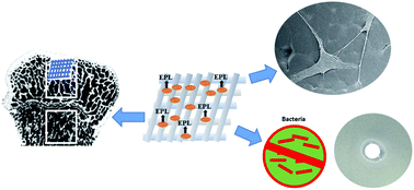 Graphical abstract: Study on antibacterial properties and cytocompatibility of EPL coated 3D printed PCL/HA composite scaffolds