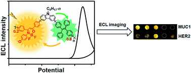 Graphical abstract: Dual resonance energy transfer in triple-component polymer dots to enhance electrochemiluminescence for highly sensitive bioanalysis