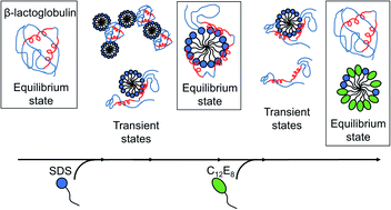 Graphical abstract: A complete picture of protein unfolding and refolding in surfactants