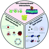 Graphical abstract: Nanoparticles and organized lipid assemblies: from interaction to design of hybrid soft devices