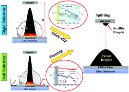 Graphical abstract: Magnetowetting dynamics of sessile ferrofluid drops on soft surfaces