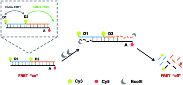 Graphical abstract: Homo-FRET enhanced ratiometric fluorescence strategy for exonuclease III activity detection