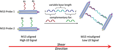 Graphical abstract: Combining bacteriophage engineering and linear dichroism spectroscopy to produce a DNA hybridisation assay