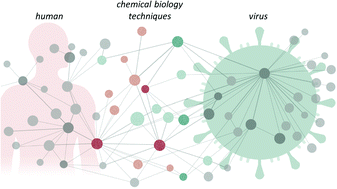 Graphical abstract: The chemical biology of coronavirus host–cell interactions