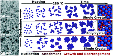 Graphical abstract: Shape controlled iron oxide nanoparticles: inducing branching and controlling particle crystallinity
