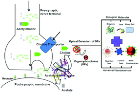 Graphical abstract: Enzyme-based optical biosensors for organophosphate class of pesticide detection