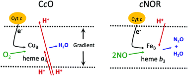 Graphical abstract: Activation of O2 and NO in heme-copper oxidases – mechanistic insights from computational modelling