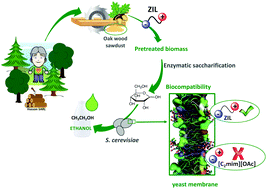 Graphical abstract: New biobased-zwitterionic ionic liquids: efficiency and biocompatibility for the development of sustainable biorefinery processes