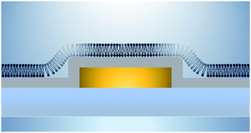 Graphical abstract: Biologically interfaced nanoplasmonic sensors