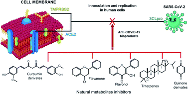 Graphical abstract: Natural products' role against COVID-19