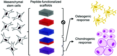 Graphical abstract: Spatial organization of biochemical cues in 3D-printed scaffolds to guide osteochondral tissue engineering