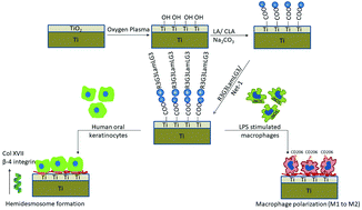 Graphical abstract: Dual keratinocyte-attachment and anti-inflammatory coatings for soft tissue sealing around transmucosal oral implants