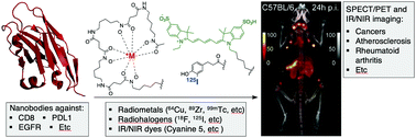 Graphical abstract: Nanobodies as in vivo, non-invasive, imaging agents