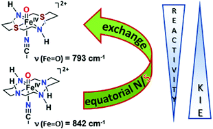 Graphical abstract: A bioinspired oxoiron(iv) motif supported on a N2S2 macrocyclic ligand