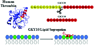 Graphical abstract: The C-terminus of the GKY20 antimicrobial peptide, derived from human thrombin, plays a key role in its membrane perturbation capability