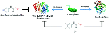 Graphical abstract: N-Aryl mercaptoacetamides as potential multi-target inhibitors of metallo-β-lactamases (MBLs) and the virulence factor LasB from Pseudomonas aeruginosa