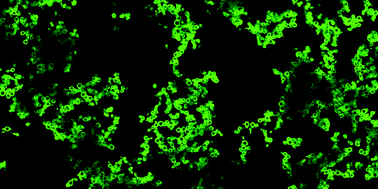 Graphical abstract: Colloidal aggregation in anisotropic liquid crystal solvent