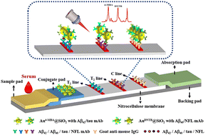 Graphical abstract: Ultrasensitive detection of multiple Alzheimer's disease biomarkers by SERS-LFA