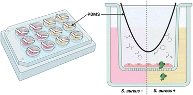 Graphical abstract: Volatile metabolites differentiate air–liquid interface cultures after infection with Staphylococcus aureus