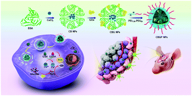 Graphical abstract: A component-optimized chemo-dynamic nanoagent for enhanced tumour cell-selective chemo-dynamic therapy with minimal side effects in a glioma mouse model