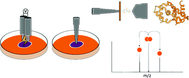 Graphical abstract: Native ambient mass spectrometry of intact protein assemblies directly from Escherichia coli colonies