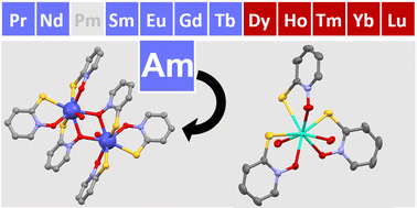 Graphical abstract: Synthesis and characterization of a bimetallic americium(iii) pyrithionate coordination complex