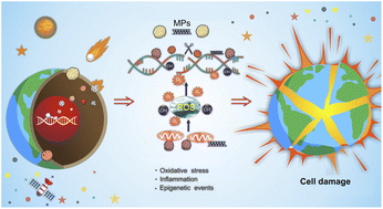 Graphical abstract: The geno-toxicological impacts of microplastic (MP) exposure on health: mechanistic pathways and research trends from a Chinese perspective