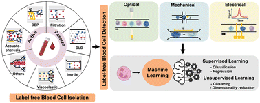 Graphical abstract: Label-free microfluidic cell sorting and detection for rapid blood analysis