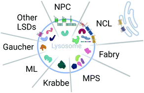 Graphical abstract: Mass spectrometry-based proteomics in neurodegenerative lysosomal storage disorders