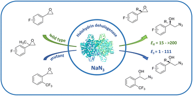 Graphical abstract: Biocatalytic approach to chiral fluoroaromatic scaffolds